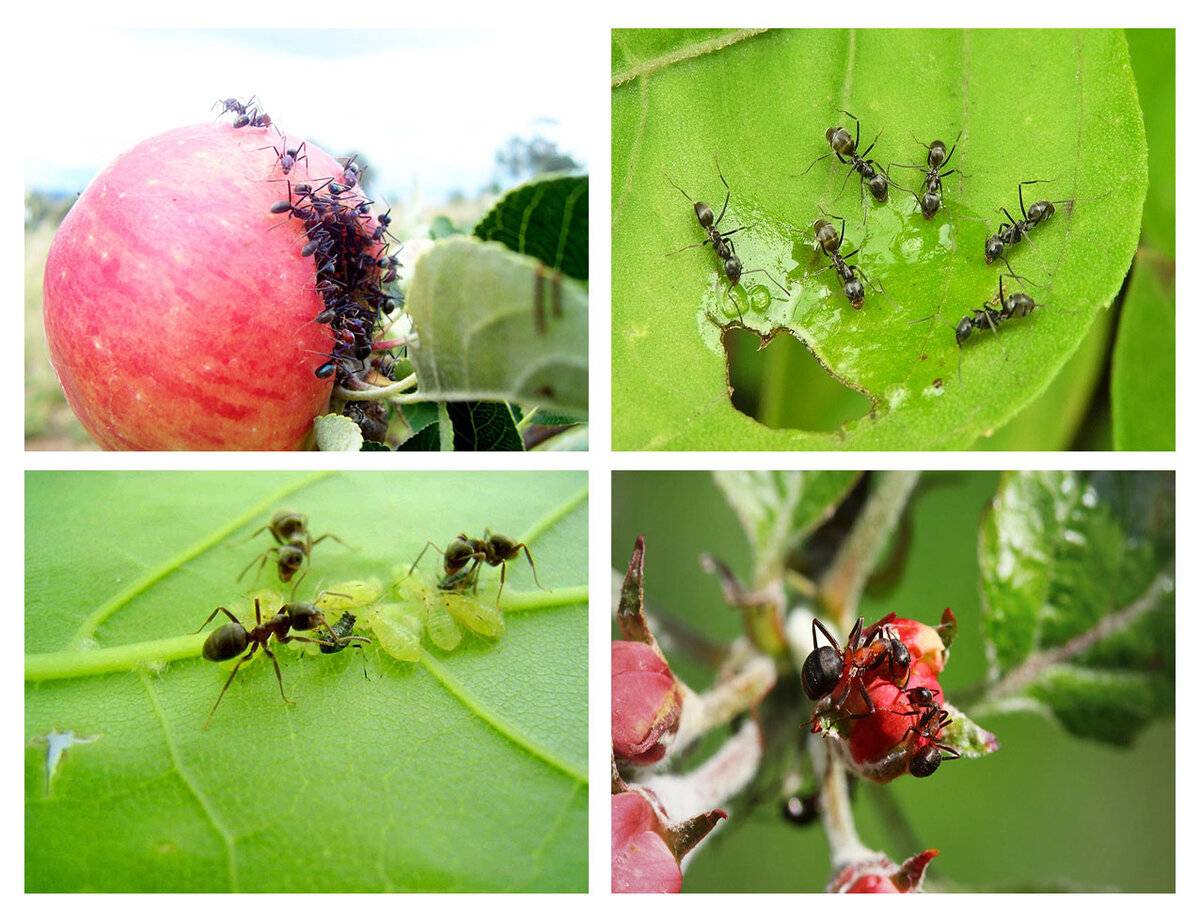 Муравьи на яблоне – как устранить угрозу для сада? чем грозит нападение муравьев на яблоню, бывают ли яблоне полезны муравьи?