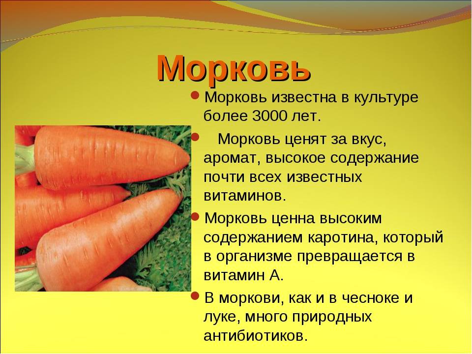 Сколько растет морковь. Характеристика моркови. Название частей моркови. Внешний вид моркови. Форма моркови описание.