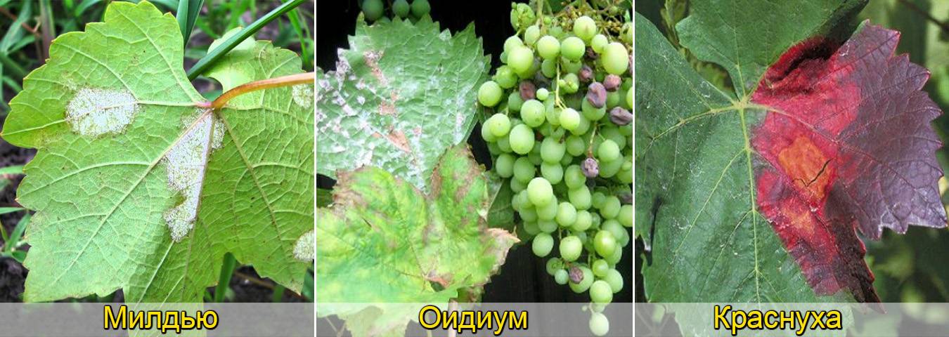 Топ-6 главных болезней винограда – 32 фото с описанием