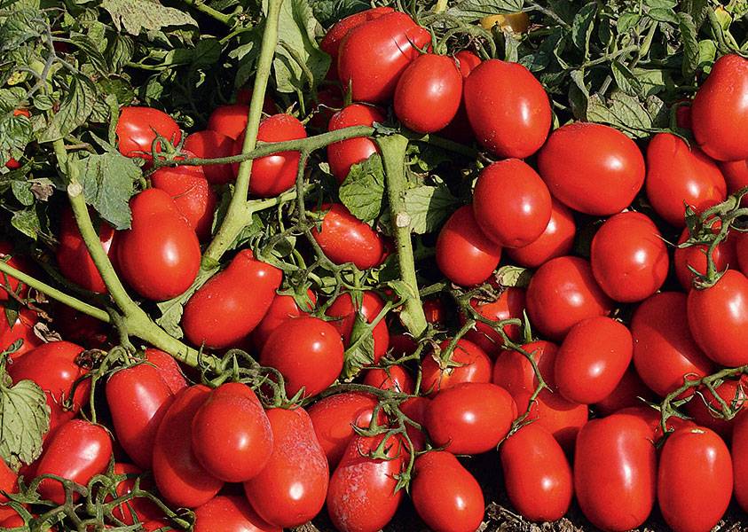 Сорта томатов сладкие и мясистые для открытого и закрытого грунта