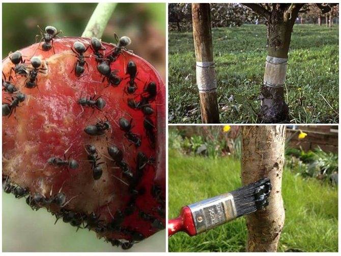 Муравьи на яблоне: что делать, чем обработать, как защитить. избавляемся от муравьев на яблоне