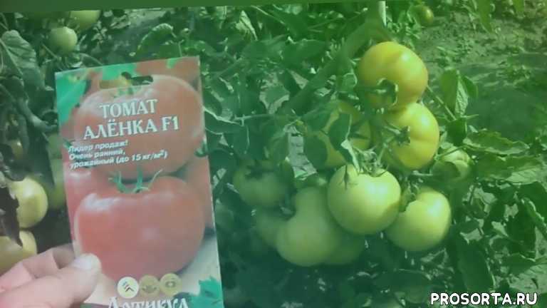 Томат аленушка: характеристика и описание сорта, фото и отзывы об урожайности помидоров