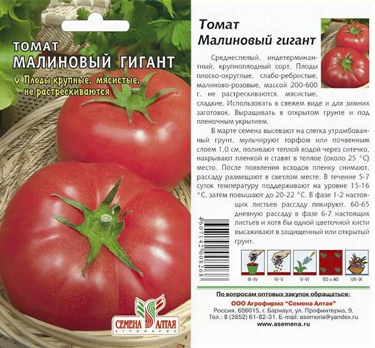 Описание сорта томата Малиновый гигант, особенности выращивания и ухода