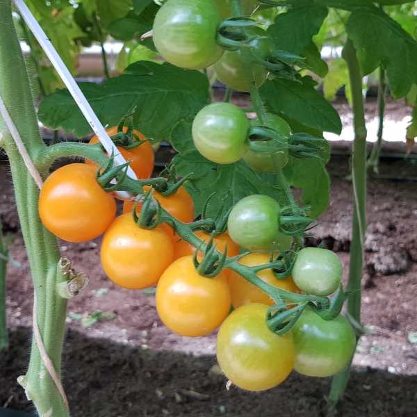 Томат волшебная арфа f1: характеристика и описание сорта, фото помидоров черри, отзывы об урожайности куста