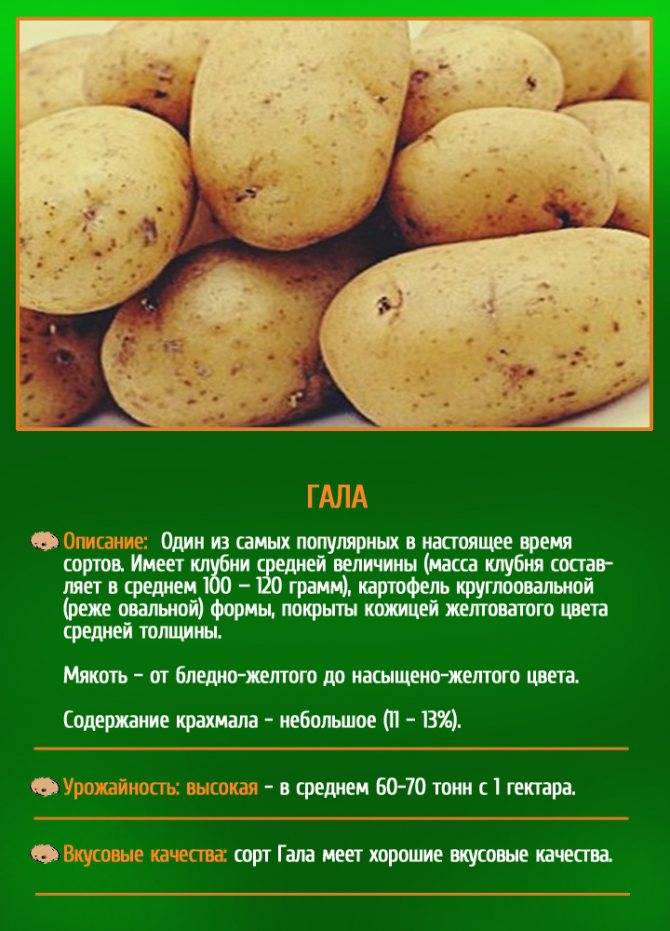 Тонкости выращивания, описание и характеристика картофеля сорта удача