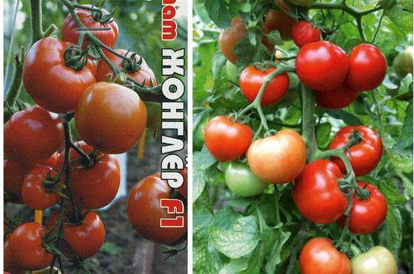 Детерминантный томат «богата хата»: описание сорта, урожайность, особенности выращивания и борьбы с вредителями