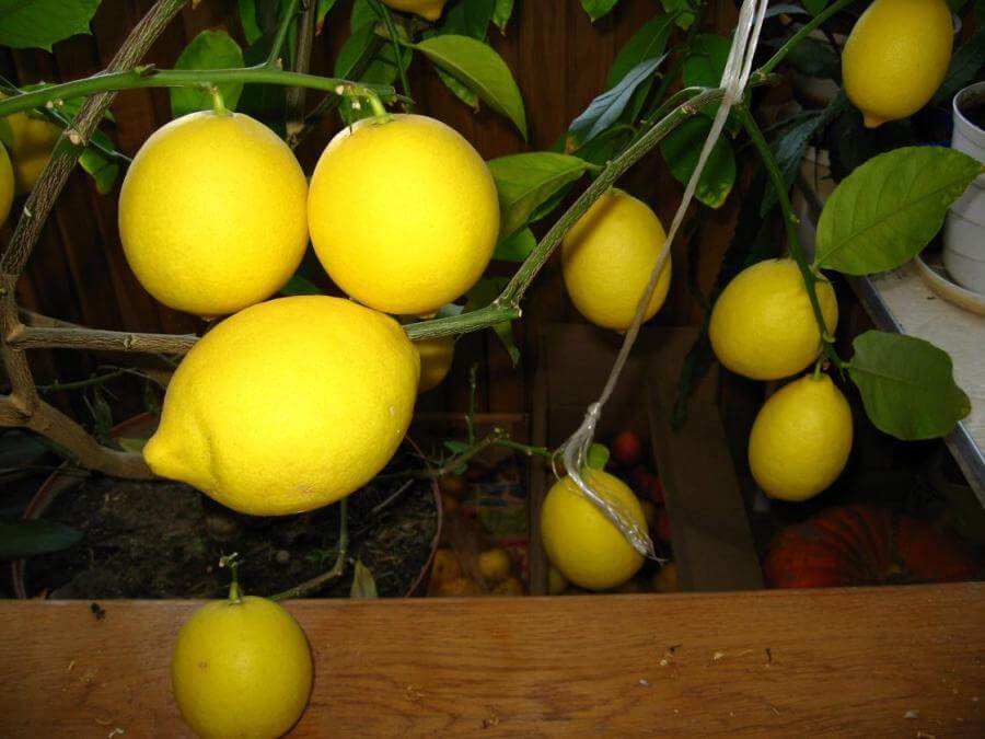 Лимон мейера: уход в домашних условиях, описание сорта