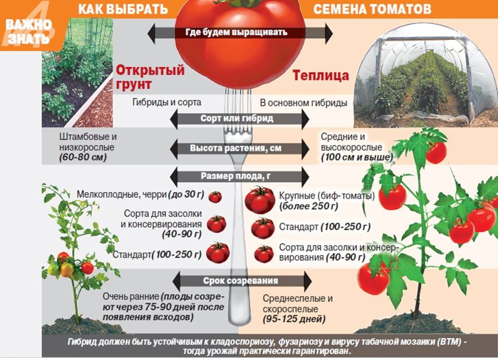 Как и когда сажать семена помидор на рассаду по лунному календарю