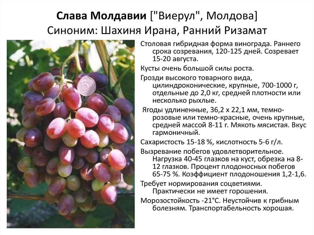 Виноград красностоп золотовский: описание сорта, отзывы и фото