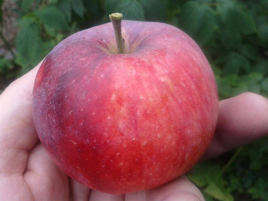 Сорт яблони вильямс прайд фото и описание сорта фото