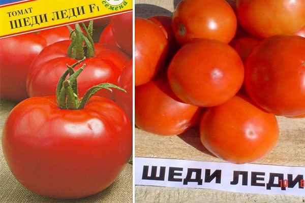 Томат "шеди леди" f1: описание и фото, рекомендации по выращиванию и характеристики плодов-помидоров русский фермер
