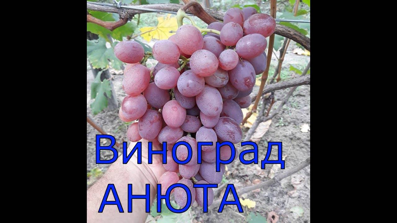 Виноград анюта, где культивируется, правила посадки и выращивания, сбор