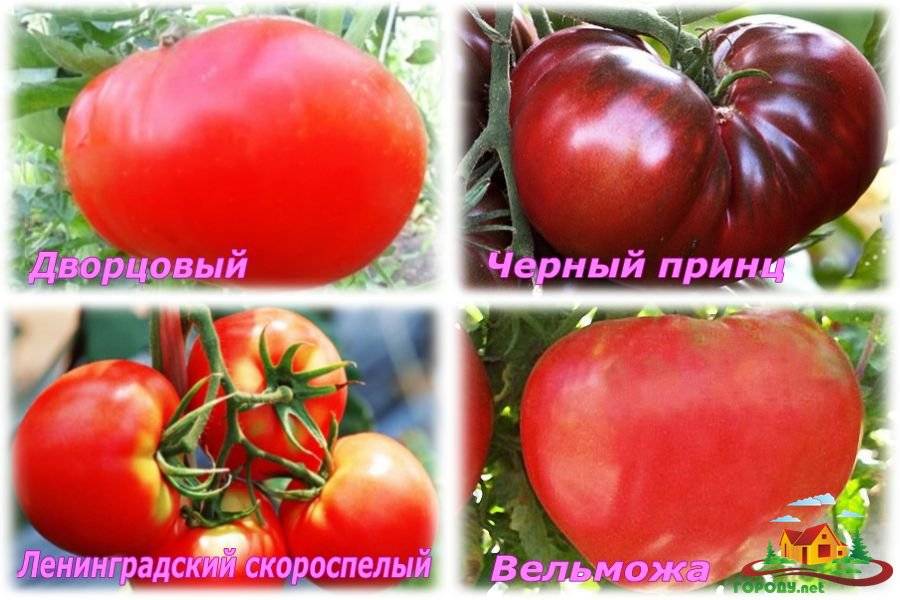Лучшие сорта томатов для выращивания в Ленинградской области для теплиц и открытого грунта