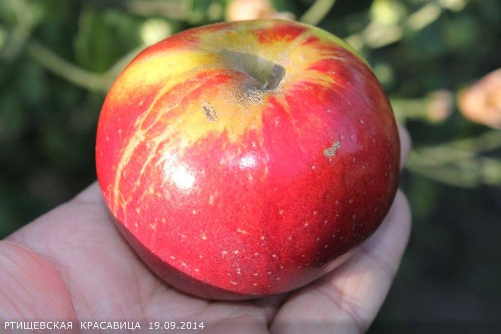 Яблоня зимняя красавица описание сорта фото