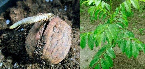 Посадка ореха грецкого осенью: выращивание и уход, сроки