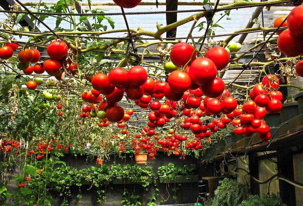 Высокорослые помидоры: самые лучшие урожайные сорта для теплиц и открытого грунта, выращивание, посадка и уход, названия