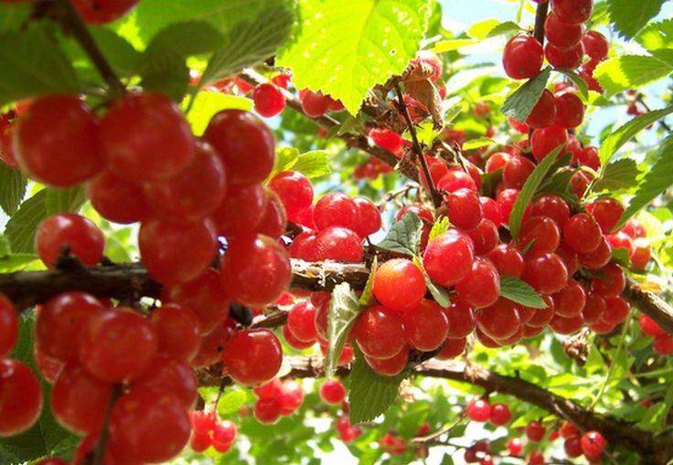 Декоративная и неприхотливая красавица — вишня сорта царевна войлочная