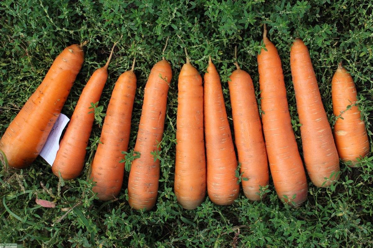 Морковь канада f1: описание, подробная характеристика, отличительные особенности, история происхождения, преимущества и недостатки и правила выращивания культуры русский фермер