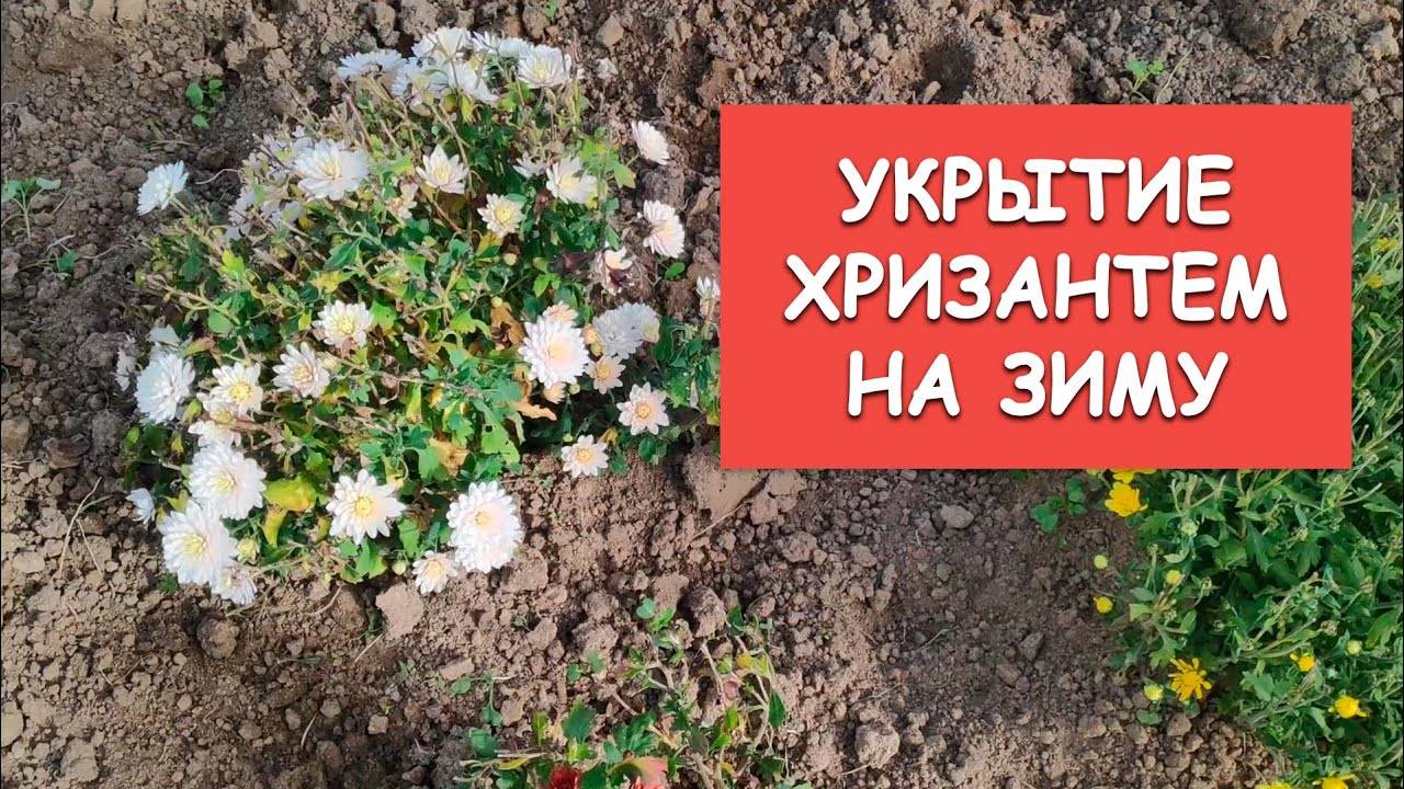 Хризантемы на зиму. Укрытие хризантем на зиму. Хризантемы укрытие. Укрыть хризантемы на зиму. Как укрыть хризантемы на зиму.