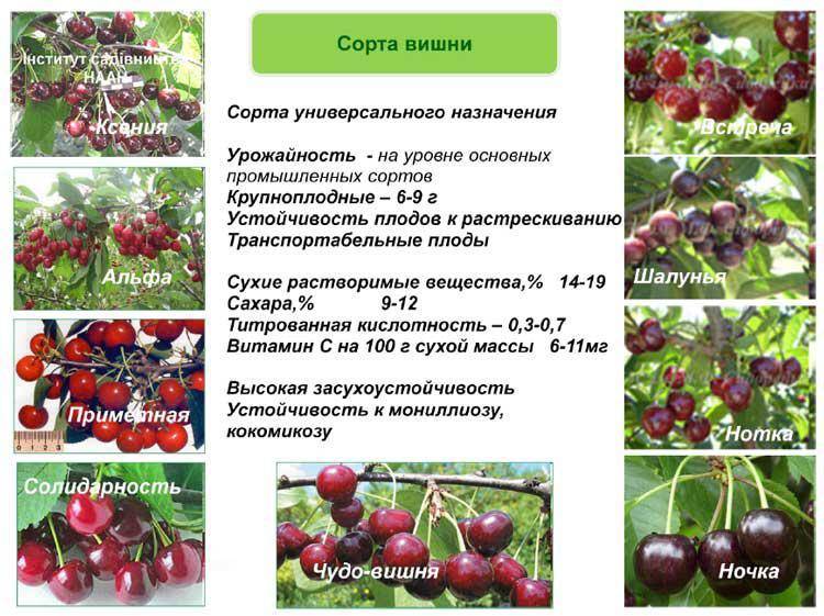 Самоплодные сорта вишни с описанием и фото