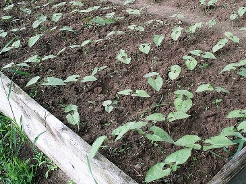 Стручковая или спаржевая: как посадить фасоль в открытый грунт