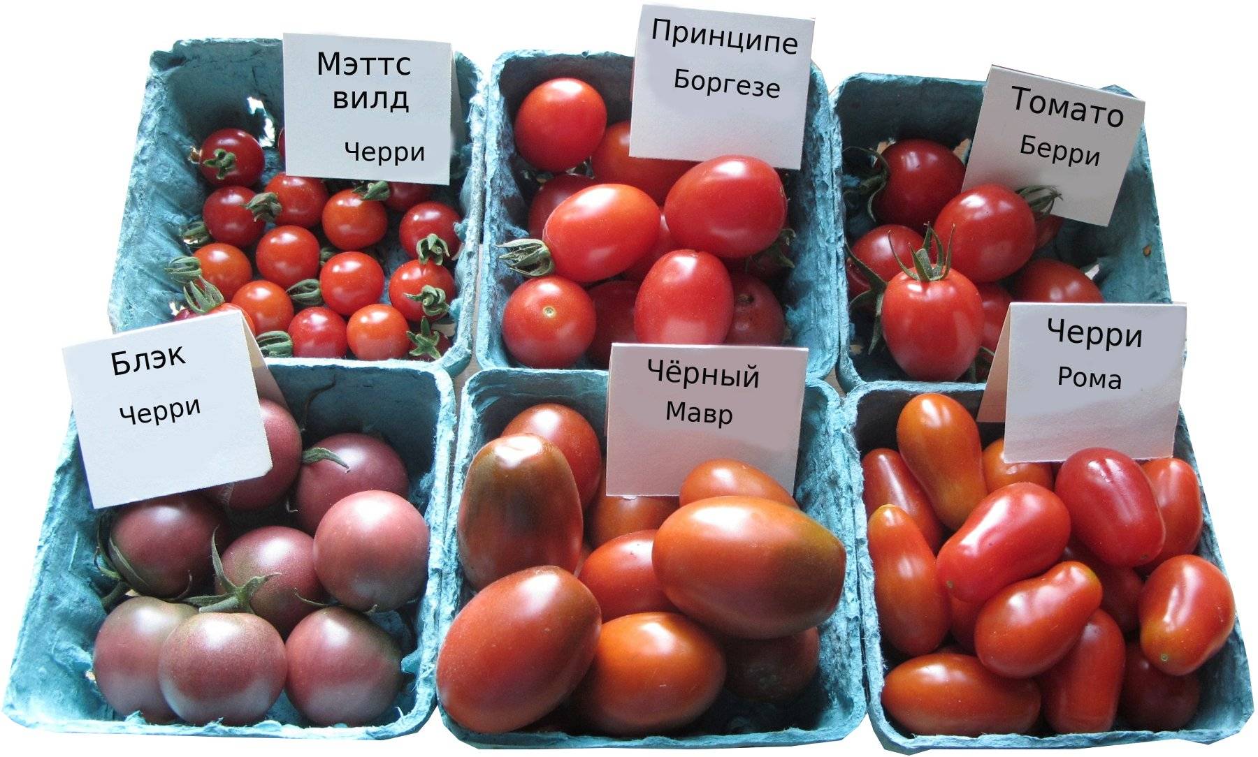 Томат стеша f1: отзывы тех кто сажал помидоры об их урожайности, характеристика и описание индетерминантного сорта, фото куста