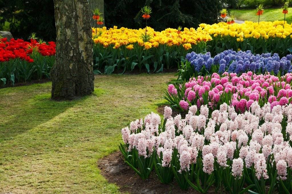 Схемы клумб с тюльпанами: фото примеры, лучшие идеи, как посадить и ухаживать за цветами
