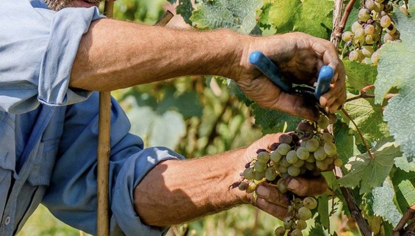 Как ускорить созревание винограда в августе и сентябре, отзывы