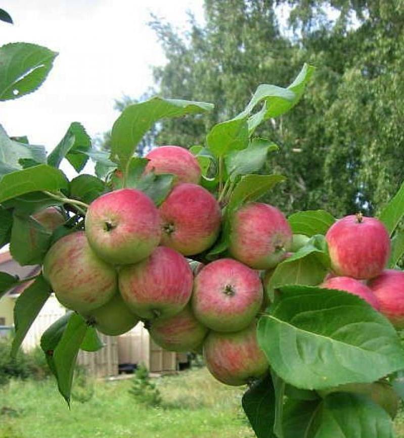Описание и фото яблони уэлси: особенности посадки и ухода за деревом, борьба с вредителями, отзывы