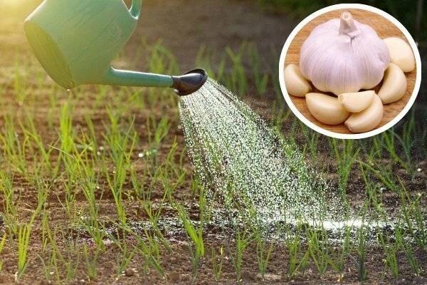 Выращивание ярового чеснока: посадка и уход в открытом грунте, как поливать и удобрять