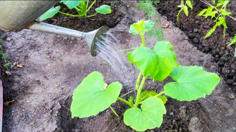 Как поливать кабачки в открытом грунте и теплице, чтобы они росли быстрее и не гнили