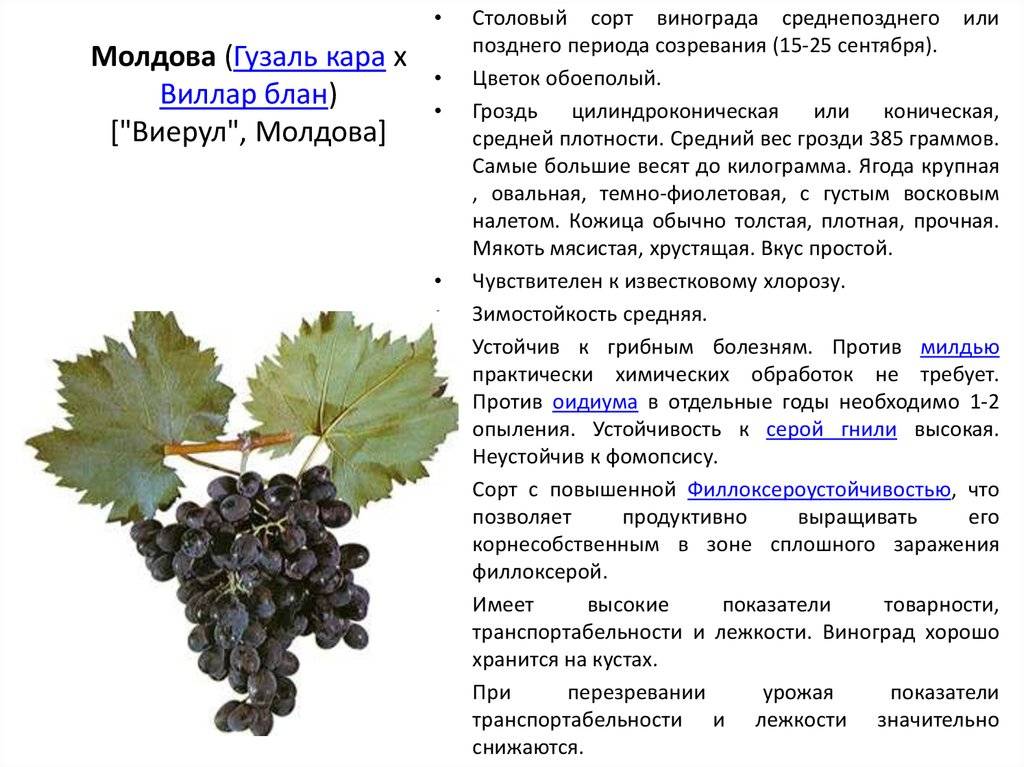 Виноград солярис - правила ухода, особенности винограда солярис