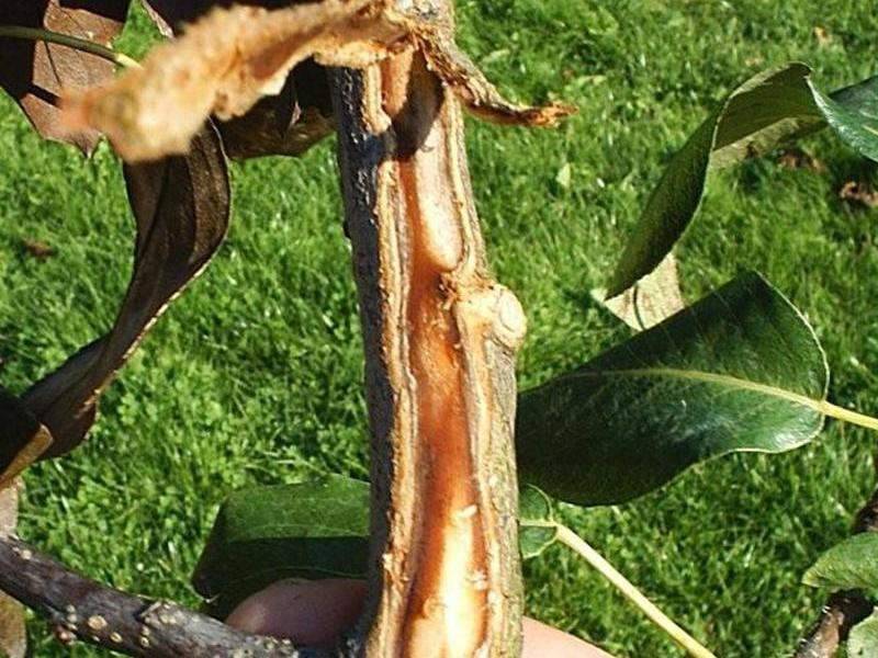 Причины усыхания ветвей, листьев и ствола на яблоне