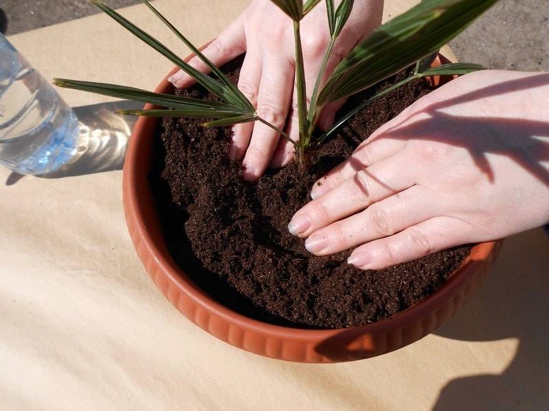 Как создать тропический уголок у себя дома? особенности ухода за финиковой пальмой в домашних условиях