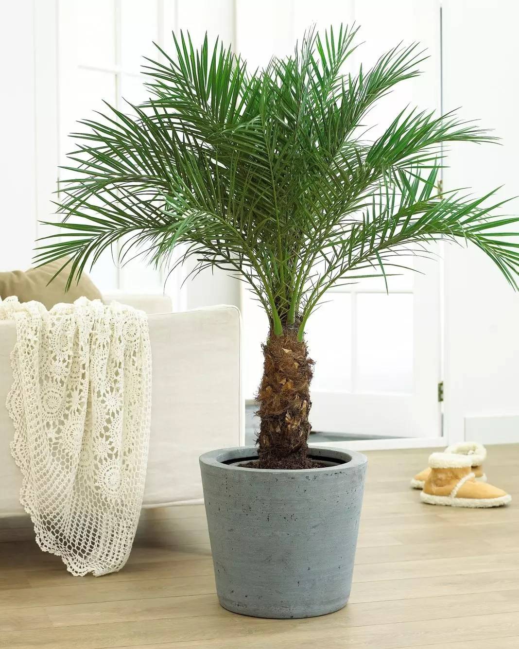 Комнатные пальмы: разновидности и правила ухода. как выбрать, вырастить и ухаживать за пальмами. эффектные варианты оформления интерьера