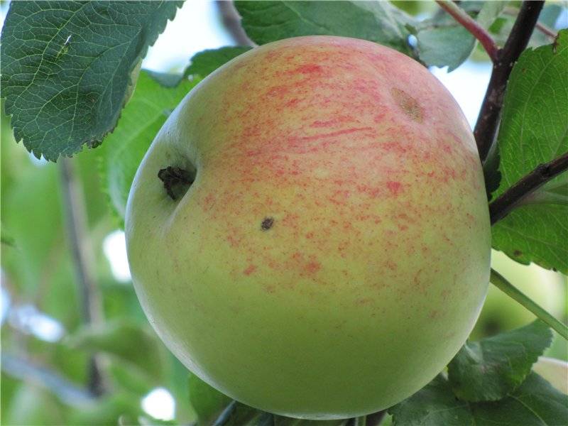 Сорт яблони боровинка описание сорта разновидности посадка и уход за деревьями
