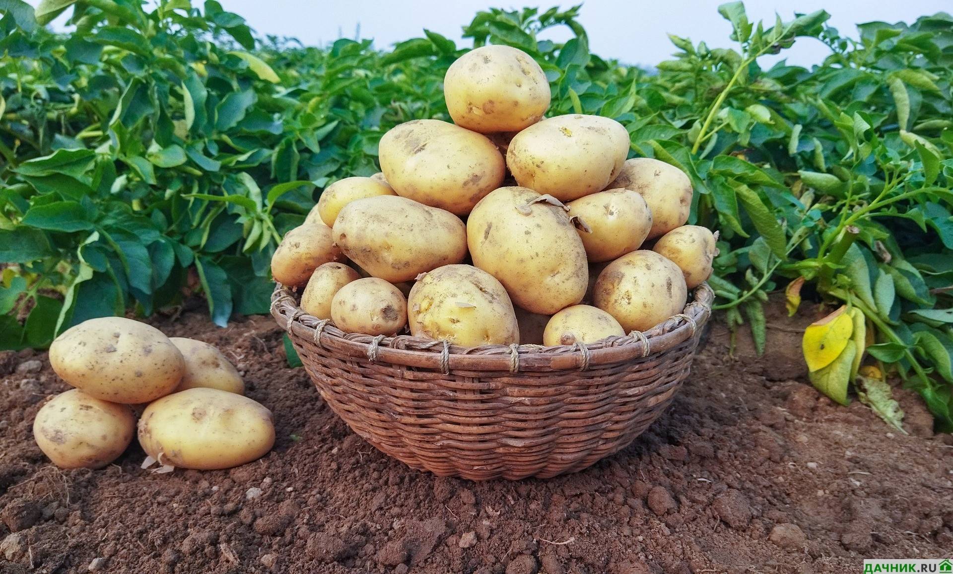 Картофель коломбо (коломба): описание сорта, фото, выращивание и уход