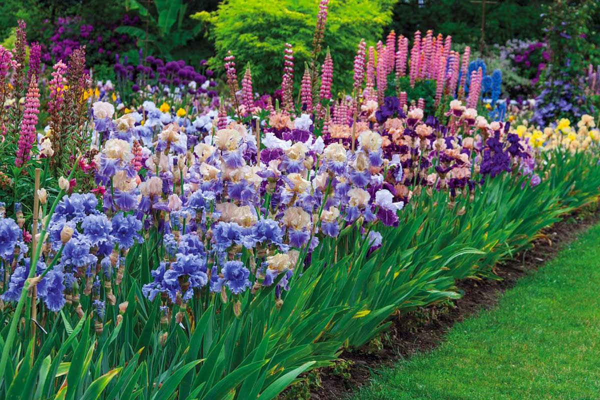 Клумба из флоксов: с какими цветами сочетаются, что посадить рядом в цветнике, пион, лилия
