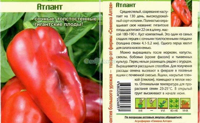 Перец атлант: характеристика и описание сорта с фото, отзывы о семенах и урожае