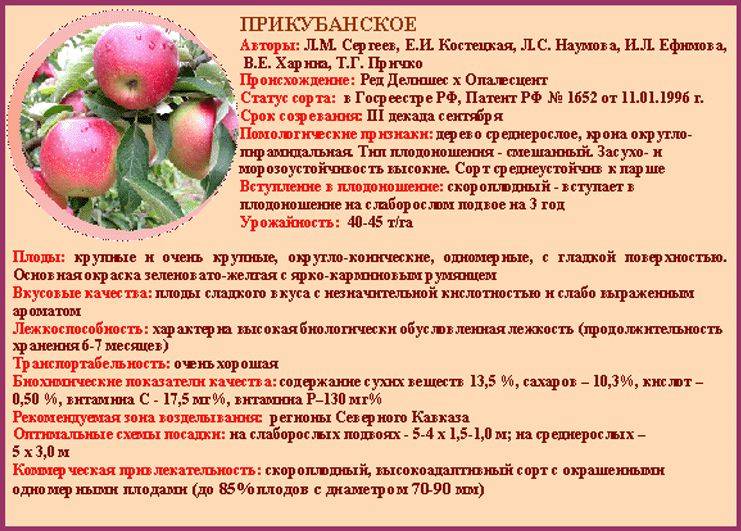Описание сорта яблони апорт: фото яблок, важные характеристики, урожайность с дерева