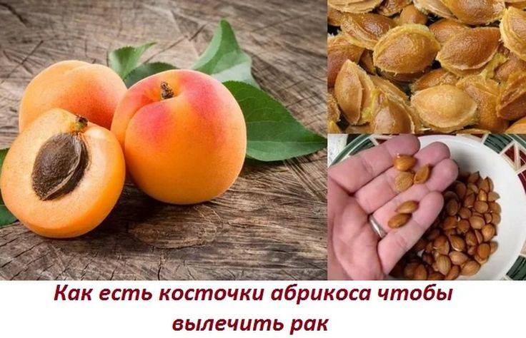 Можно ли есть ядра абрикосовых косточек и сколько — польза и вред