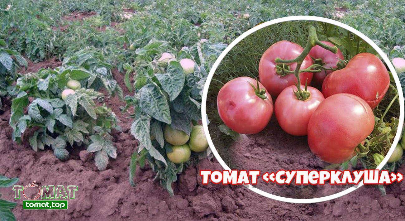 Томат "клуша": характеристика и описание сорта, урожайность, отзывы, фото
