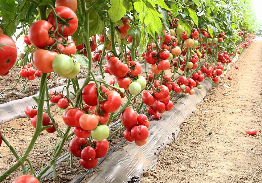 Стойкий к заболеваниям и неприхотливый в уходе томат «розовая стелла»: отзывы, фото и секреты получения обильного урожая