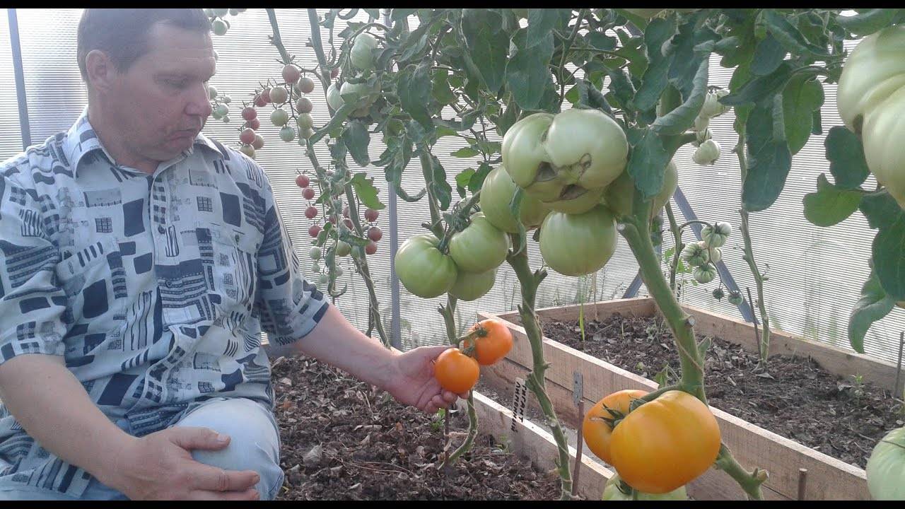 Томат "гигант лимонный": описание сорта, фото плодов-помидоров, выращивание и уход русский фермер
