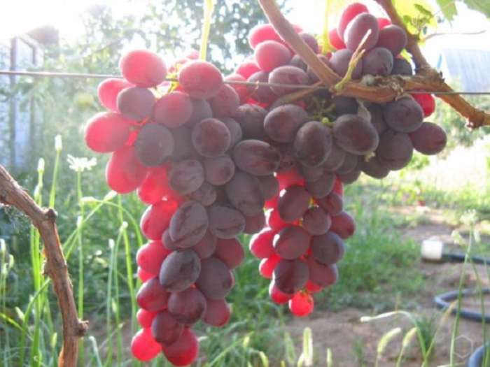 Виноград «рубиновый юбилей»