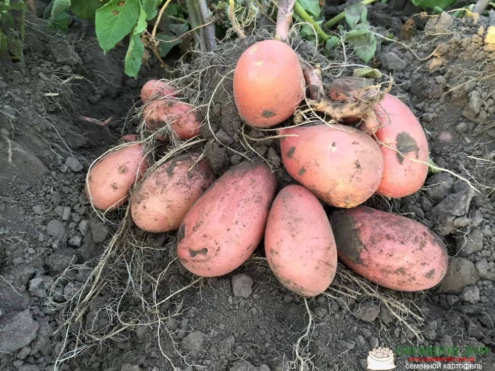 Картофель чародей: описание сорта, характеристика, урожайность, отзывы, фото