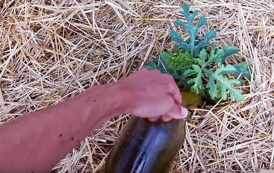 Чем подкормить арбузы для увеличения урожая: лучшие подкормки