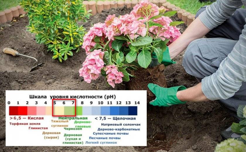Почва для гортензии — как закислить почву для гортензии