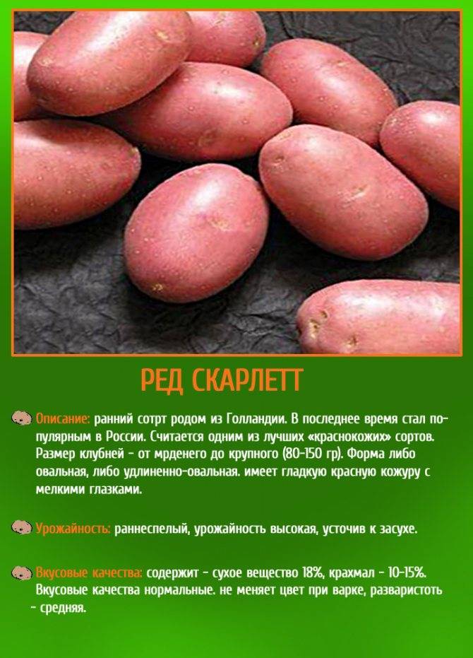 Описание и характеристика сорта картофеля Ред Скарлет, посадка и уход