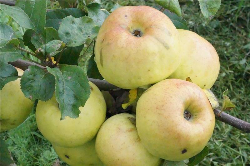 Яблоня боровинка: особенности сорта и ухода